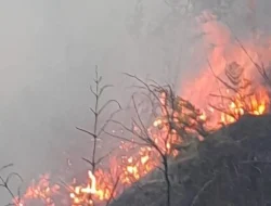 Bromo Terbakar: Api Melahap Hutan Blok Bantengan, Tiga Jalur Wisata Utama Ditutup Total